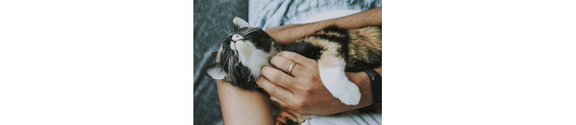 Soins Naturels pour Animaux de Compagnie