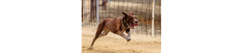 Compléments pour Chiens Sportifs - Performance et Récupération