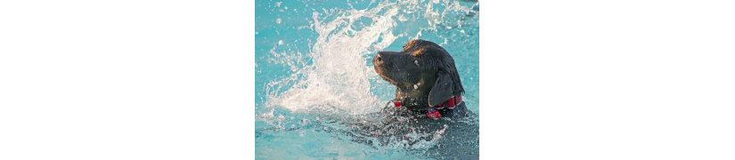 Soins Spécifiques pour Chiens Sportifs et Actifs