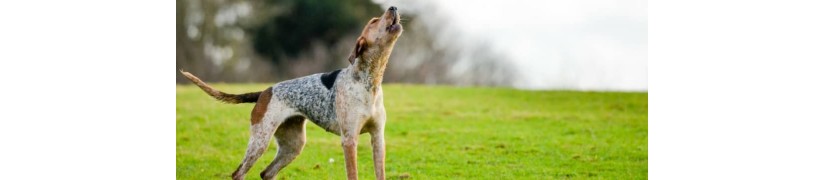 Friandises Nutritives pour Chiens