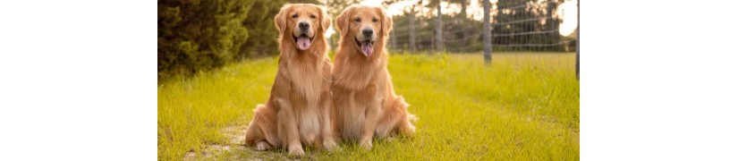 Pâtés Nutritifs pour Chiens - Alimentation Humide Premium