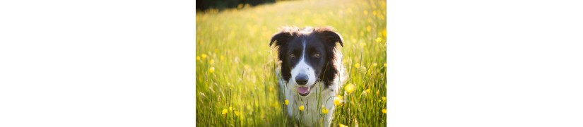 Jouets d'Éducation pour Stimuler l'Intelligence des Chiens